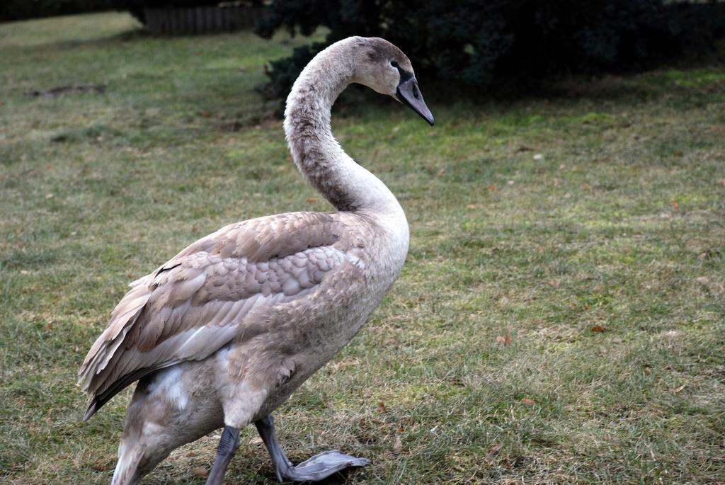 Natura